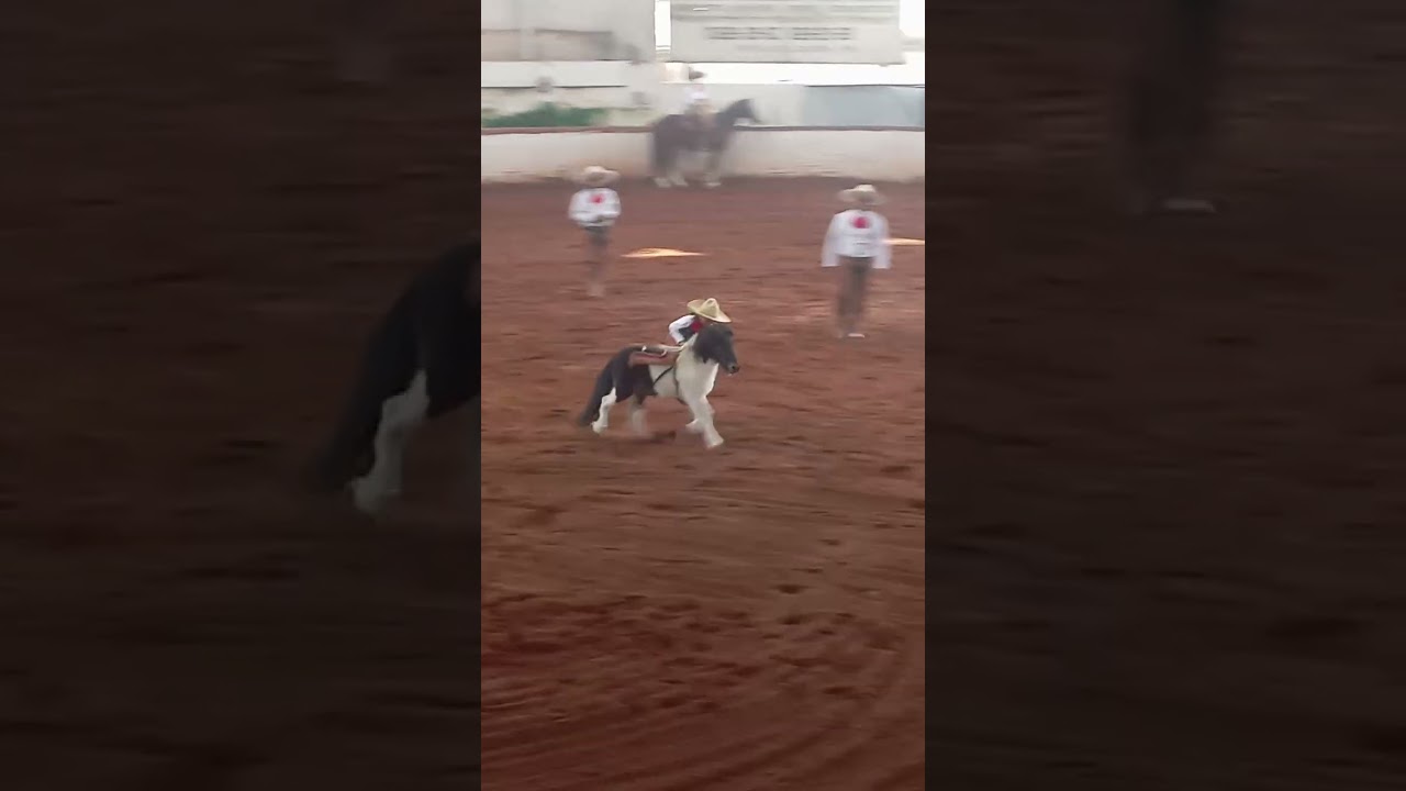 niño  4 años Jineteando Charreada