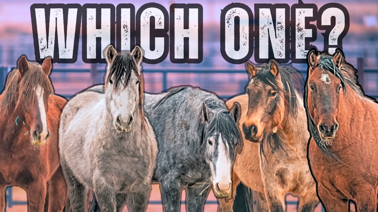 Help me Adopt my FIRST MUSTANG! Choosing 1 out of 1,000 horses!
