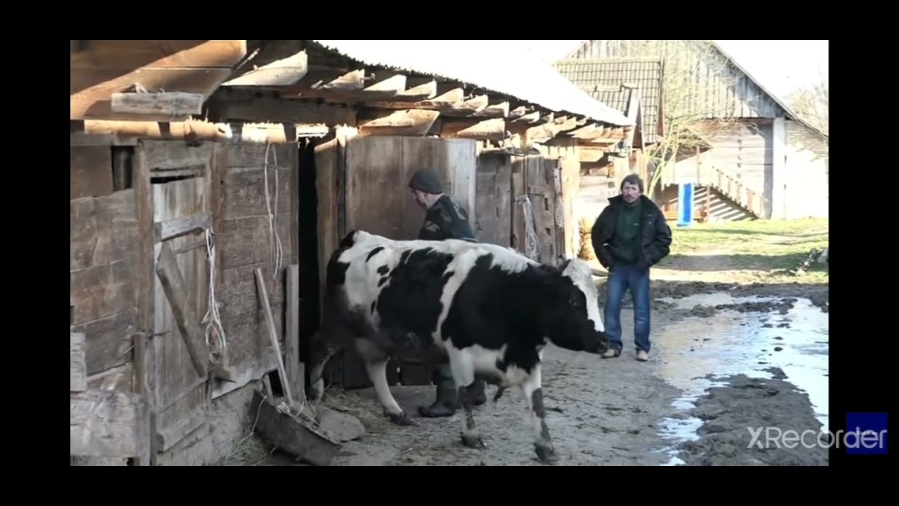 Gienek I Andrzej I ich niebieskie krowy