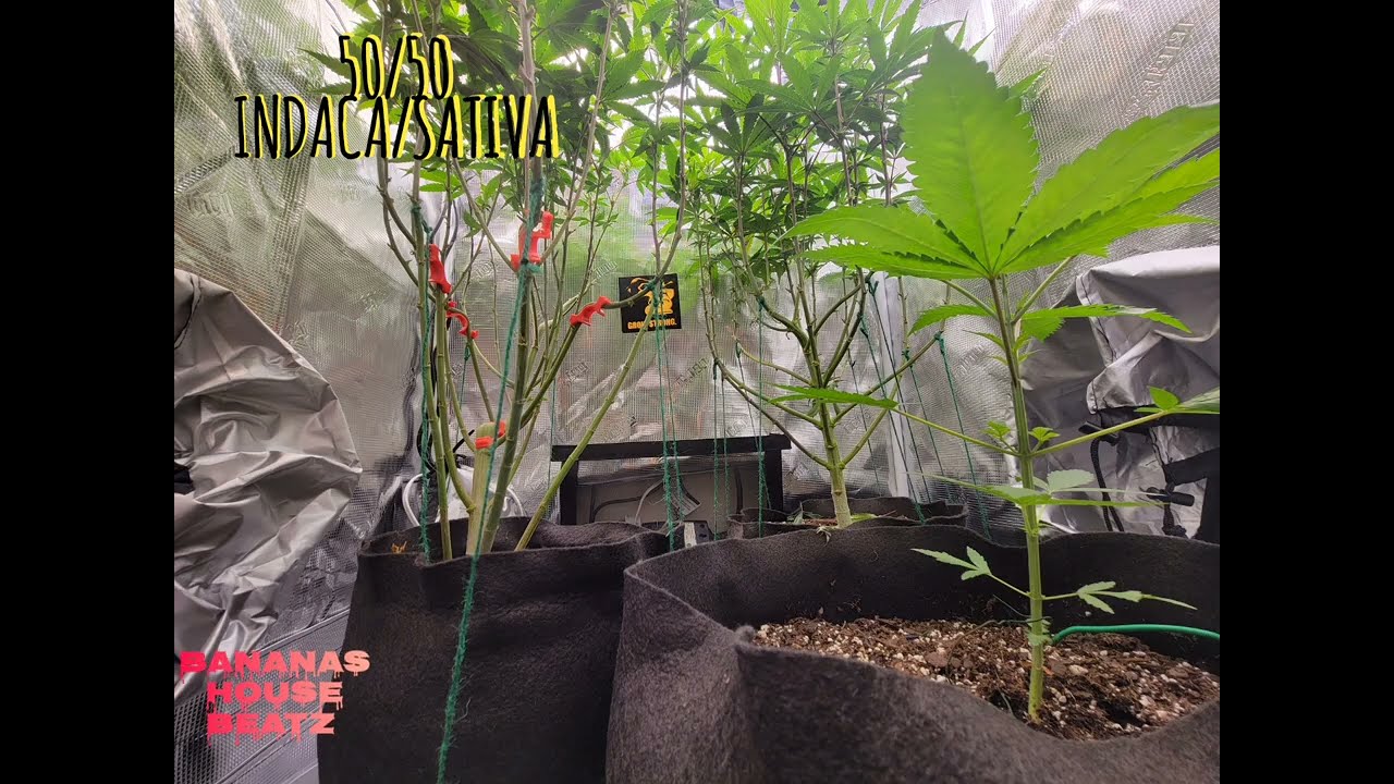 Growing Runtz S1 in Virginia