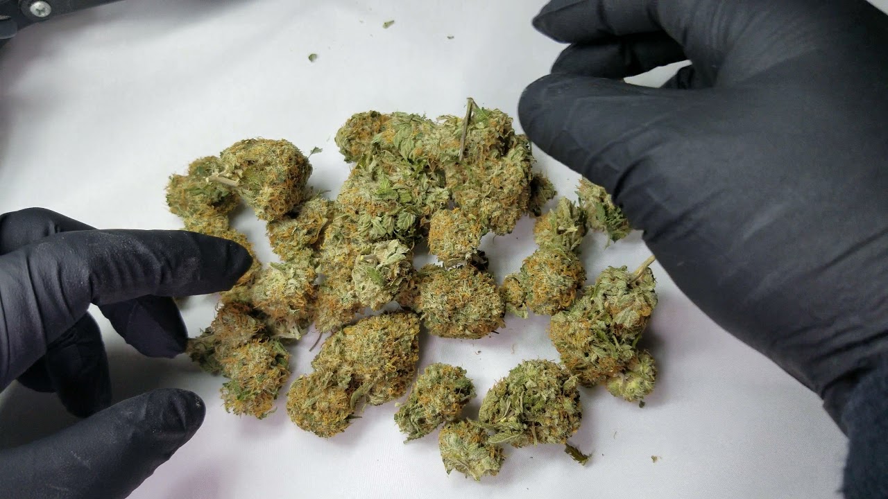 Cotton Candy Kush Strain (unboxing)