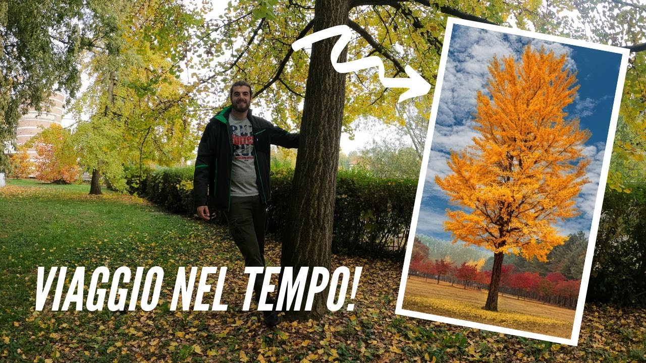 Il GINKGO BILOBA |conosciamo le piante|