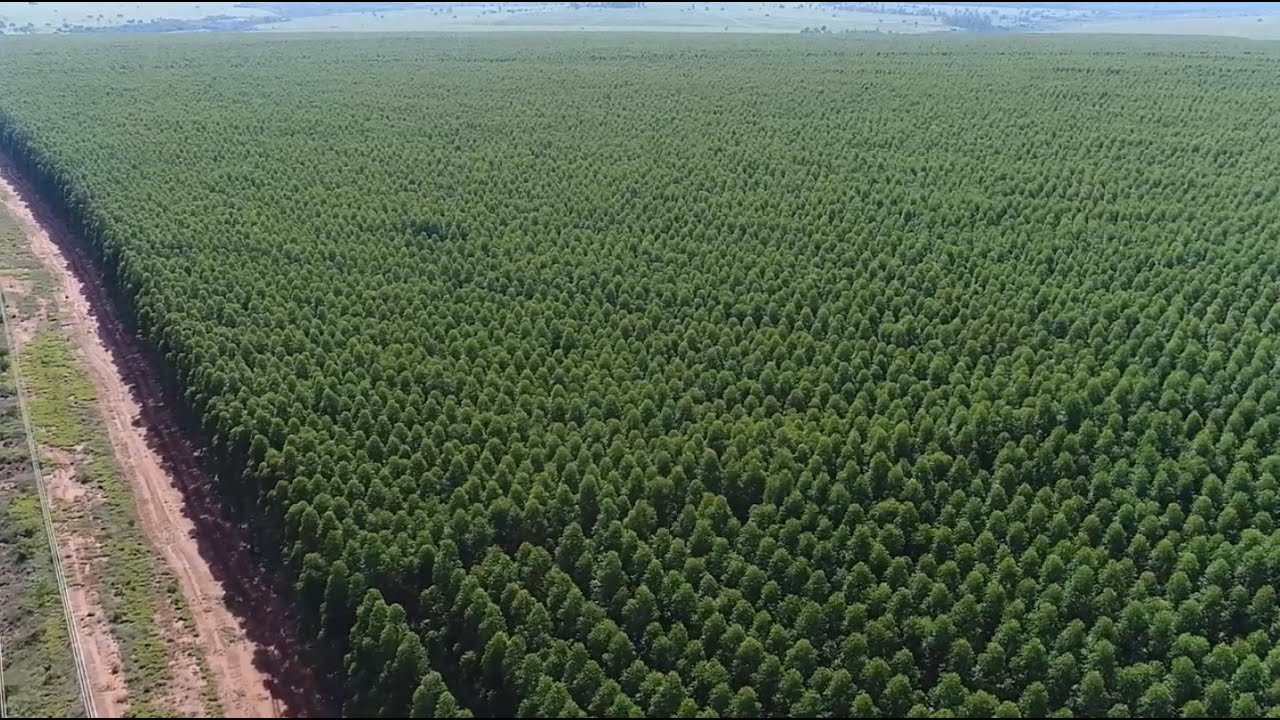 Mato Grosso do Sul se consolida na silvicultura - Floresta S.A. - EP. 9