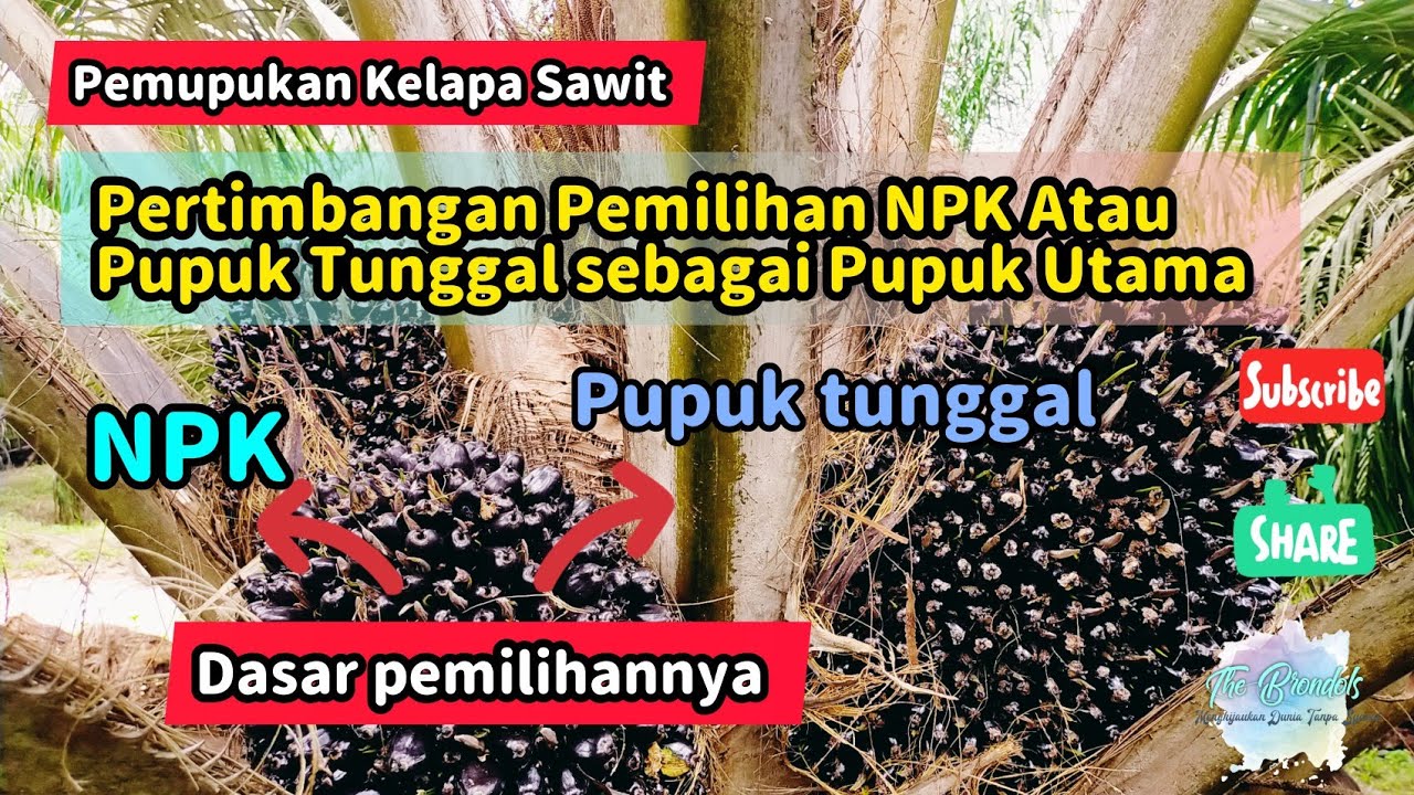 Pemupukan Kelapa Sawit || Pertimbangan Pemilihan NPK Atau Pupuk Tunggal Sebagai Pupuk Utama||