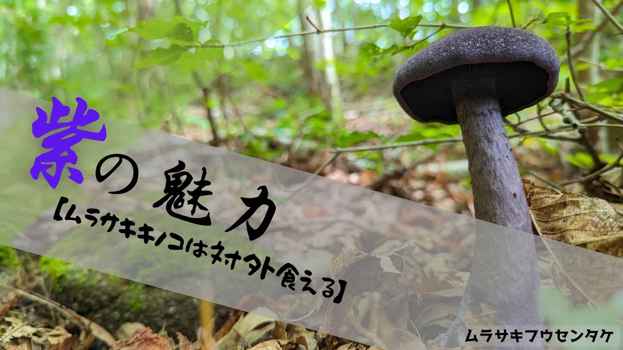 紫キノコの魅力【ムラサキのキノコは対外】