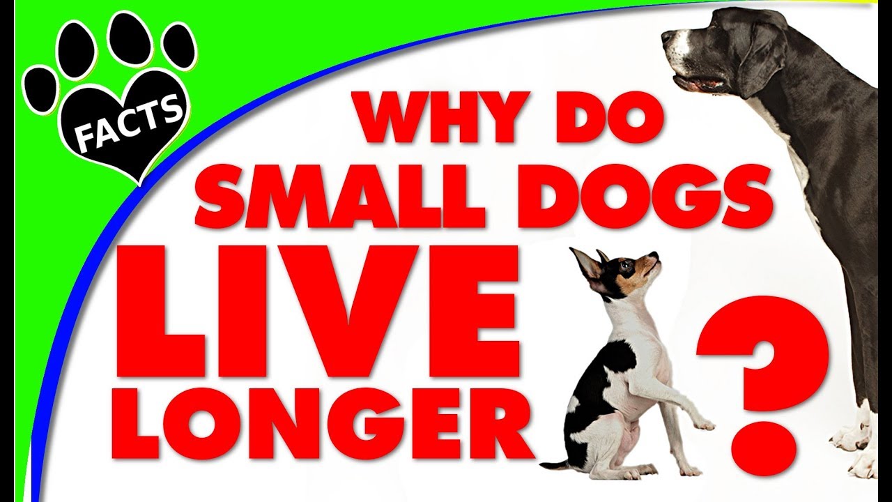 Why Do Small Dogs Live Longer Lives Than Larger Breeds? Dog Years