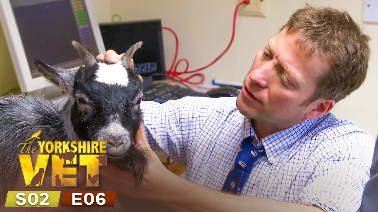 The Yorkshire Vet Season 2 Episode 6 | Full Episode