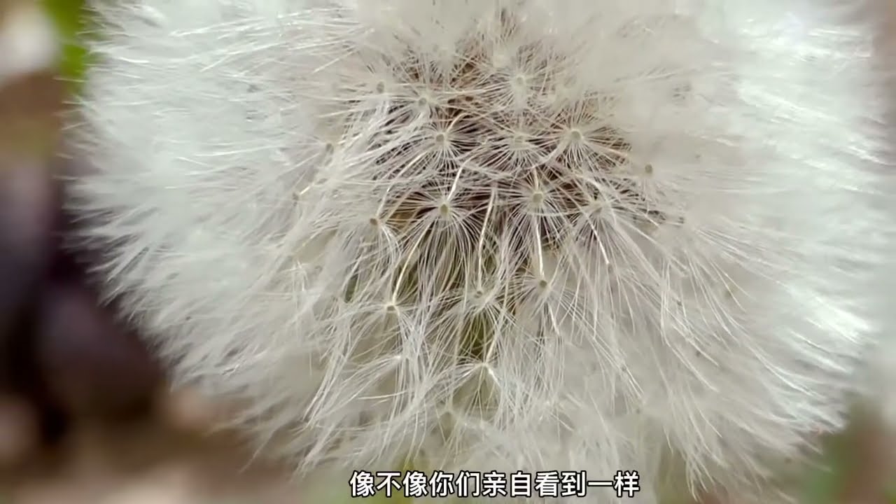 《藏区蜀地》29、丹巴县古碉群