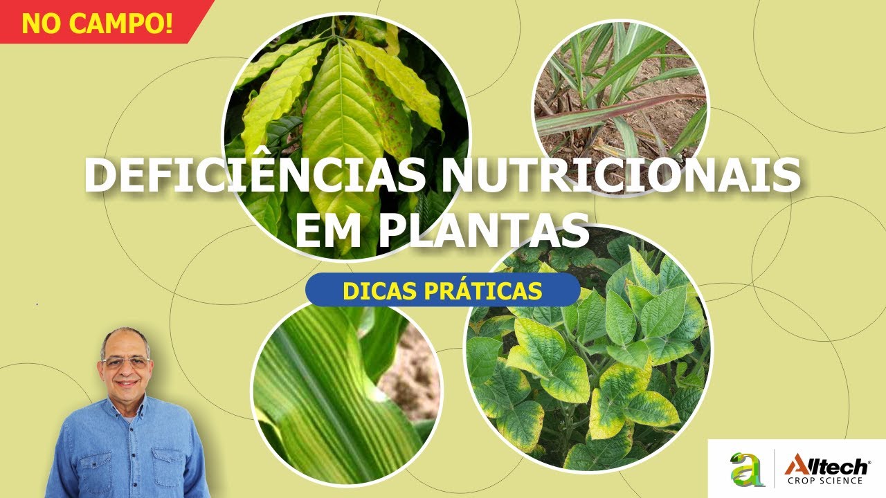 #147 - NO CAMPO! DEFICI&Ecirc;NCIAS NUTRICIONAIS EM PLANTAS
