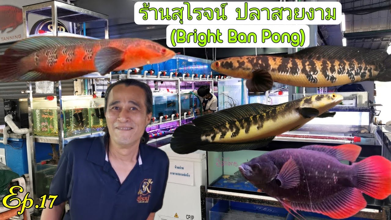 ร้านสุ​โรจน์​ ปลา​สวยงาม​(Bright​ Ban​ Pong)​🐟Ep.17