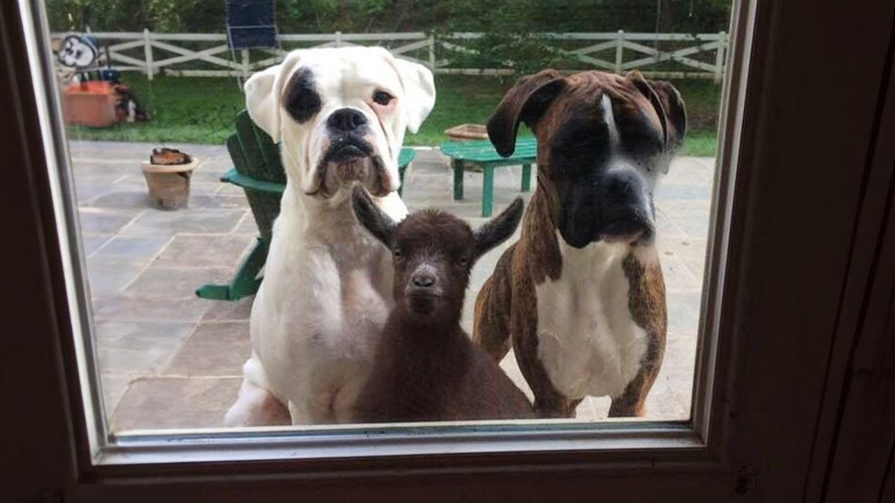 When your dog 'brings along' a new friend home 🐶Funniest Dog Ever!