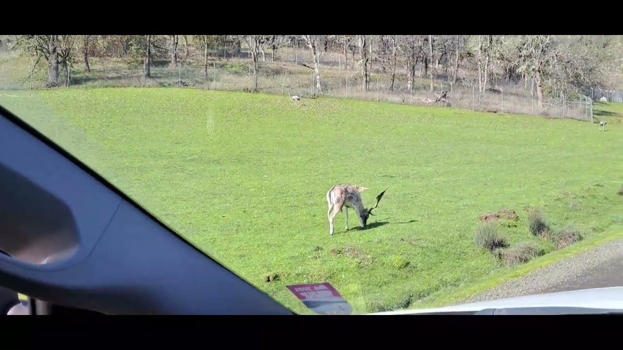 Wild life  Safari