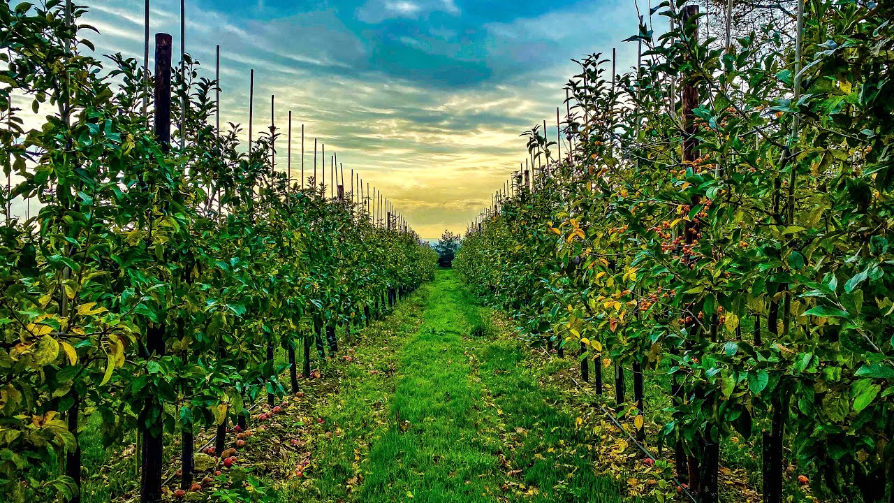 Walks in Kent. Cobham.
