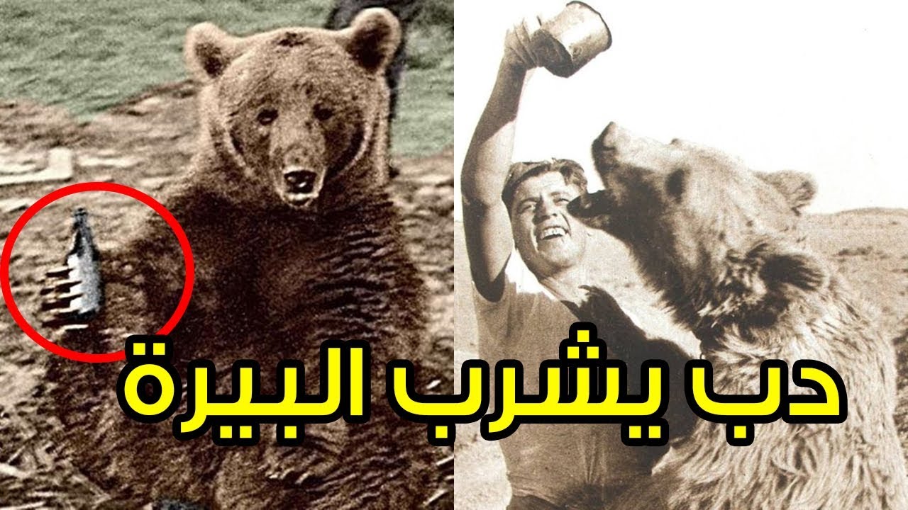 قصة الدب السوري الذي شارك في الحرب العالمية الثانية