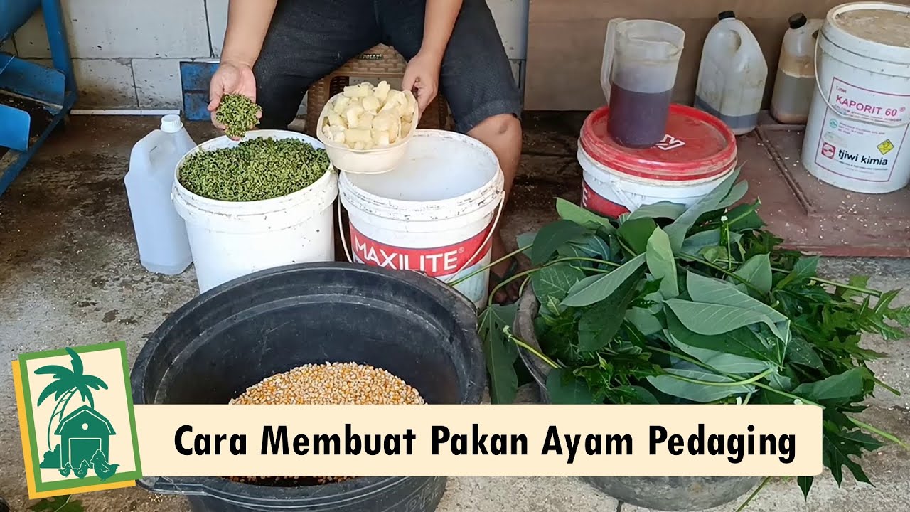 Cara Membuat Pakan Ayam Pedaging Agar Cepat Besar dan Gemuk