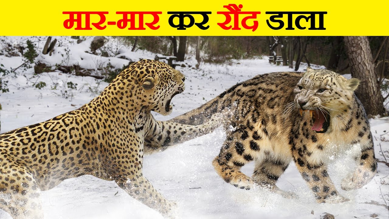 Leopard और Snow Leopard के बीच मुकाबला | Leopard Vs Snow Leopard | Know about Leopard & Snow Leopard