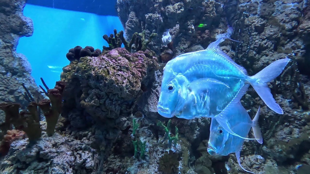 Океанариум в Крокус Сити, Москва / Oceanarium Crocus City, Moscow, Russia