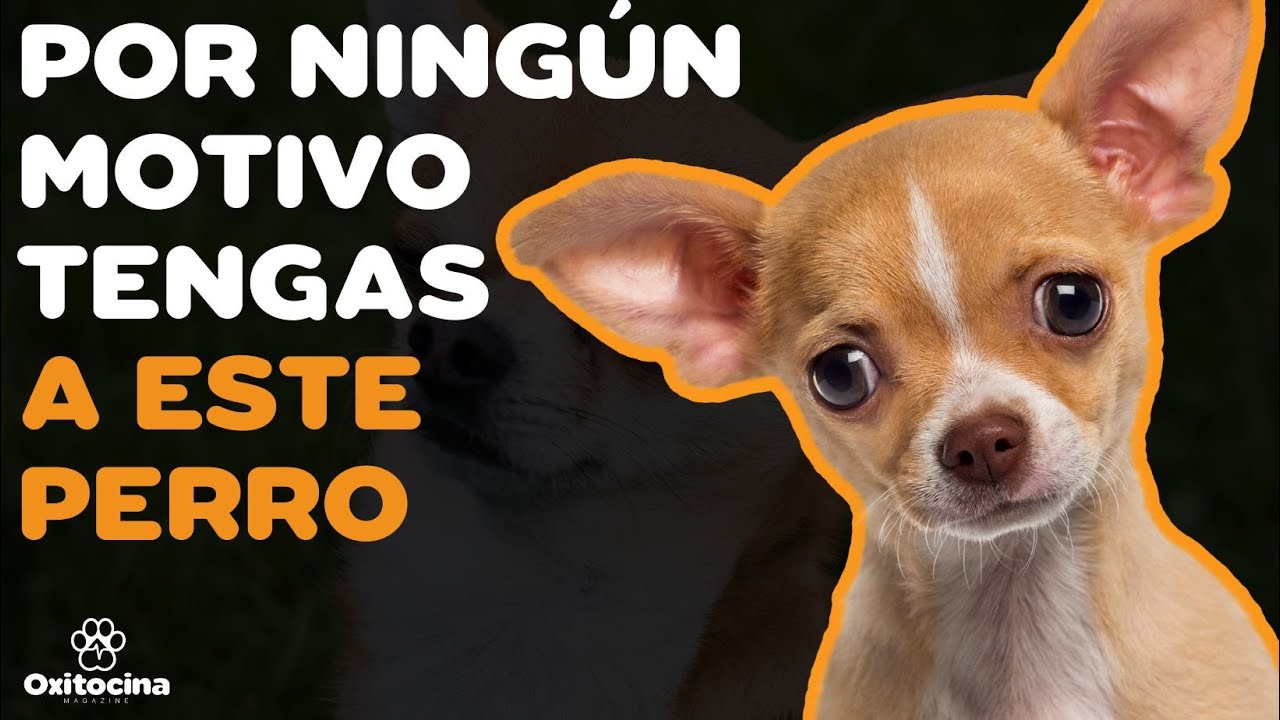 CHIHUAHUA: 7 RAZONES PARA NO TENERLO