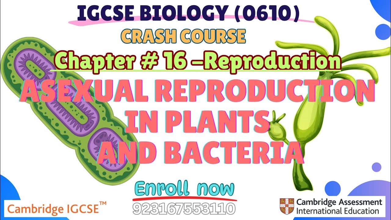 IGCSE Biology|Asexual Reproduction in Bacteria and Plants