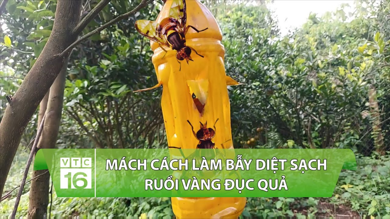 Mách cách làm bẫy diệt sạch ruồi vàng đục quả | VTC16