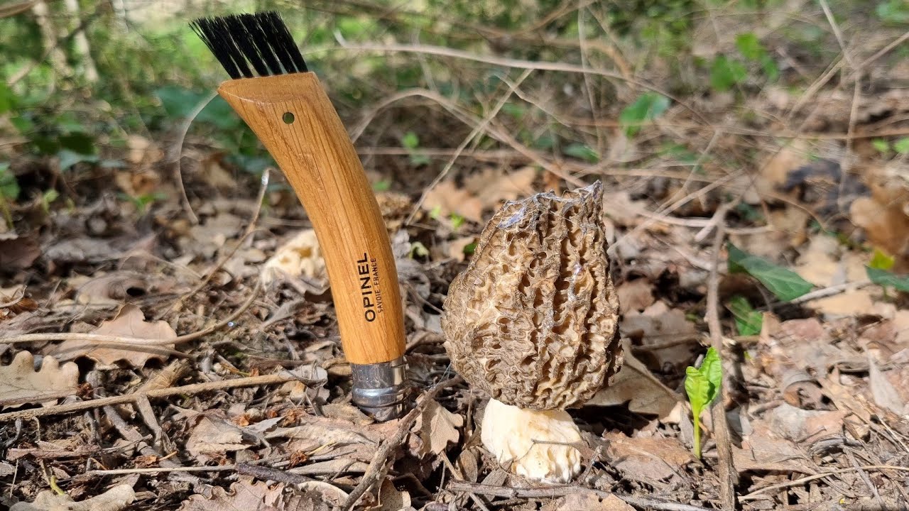 Morilles , Verpes et Morillons 🥰 du 23 & 26 Mars 2022 !
