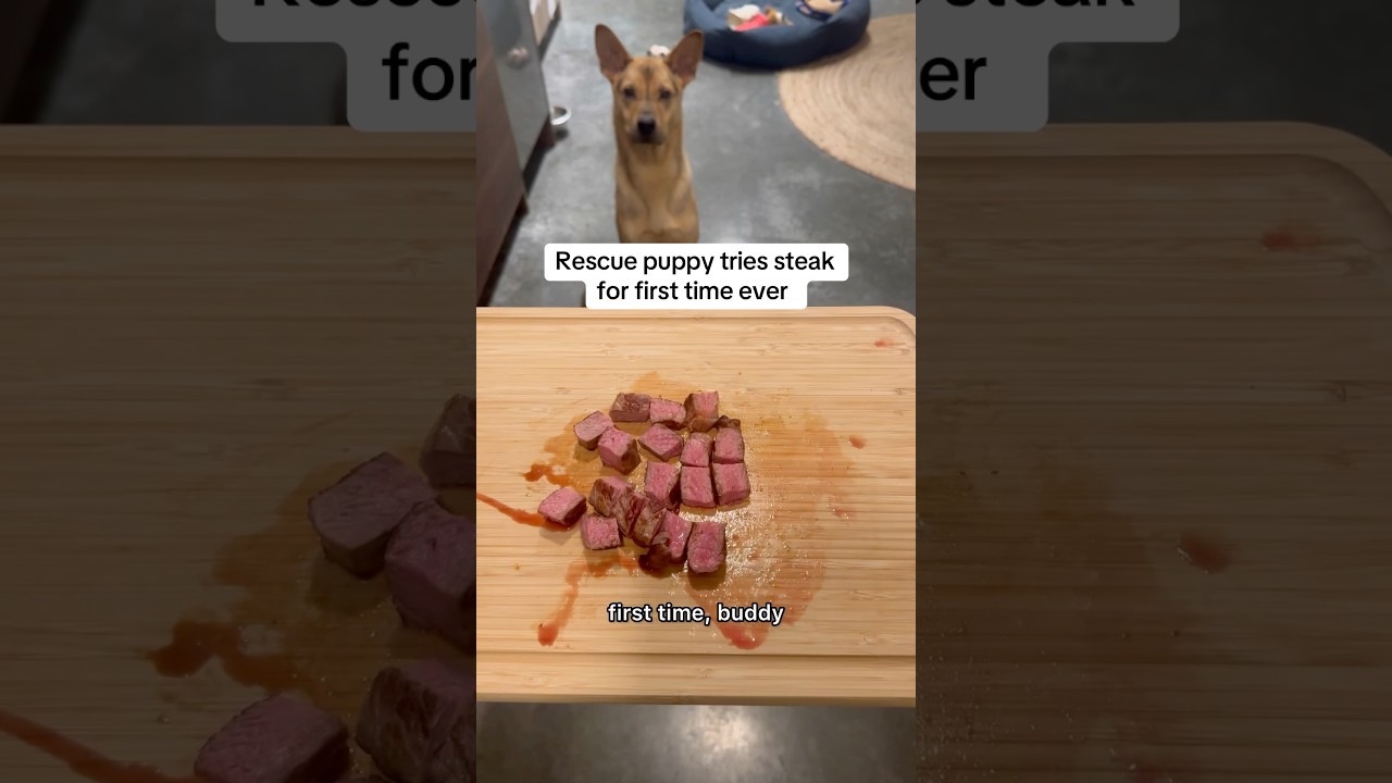 Rescue puppy&rsquo;s first steak experience