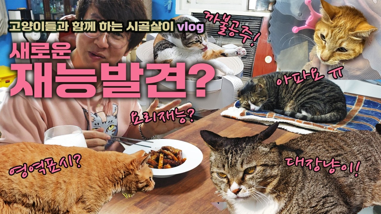 고양이 집사 새로운 재능을 찾았다? ㅋㅋㅋ 설마!/ 고양이들과 함께 하는 시골살이 vlog /