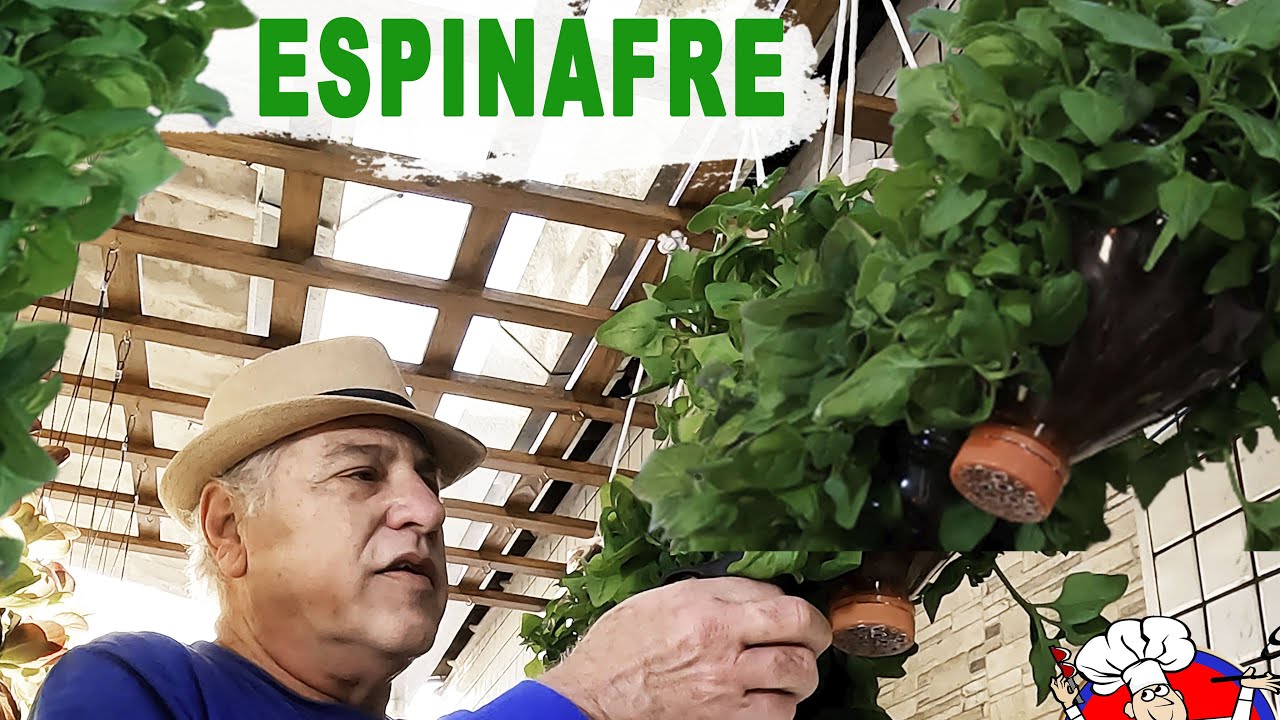 ESPINAFRE na GARRRAFA  PET Auto Irrigável / Invertido