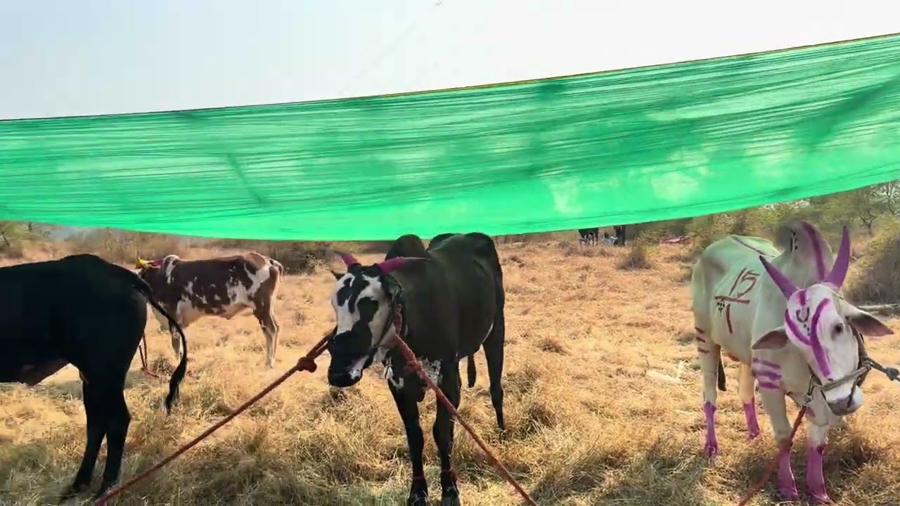 अखिल रत्नागिरी जिल्हा बैलगाडा चालक-मालक सेवा संघ आयोजित भव्यदिव्य जिल्हास्तरीय बैलगाडा शर्यती २०२६👑