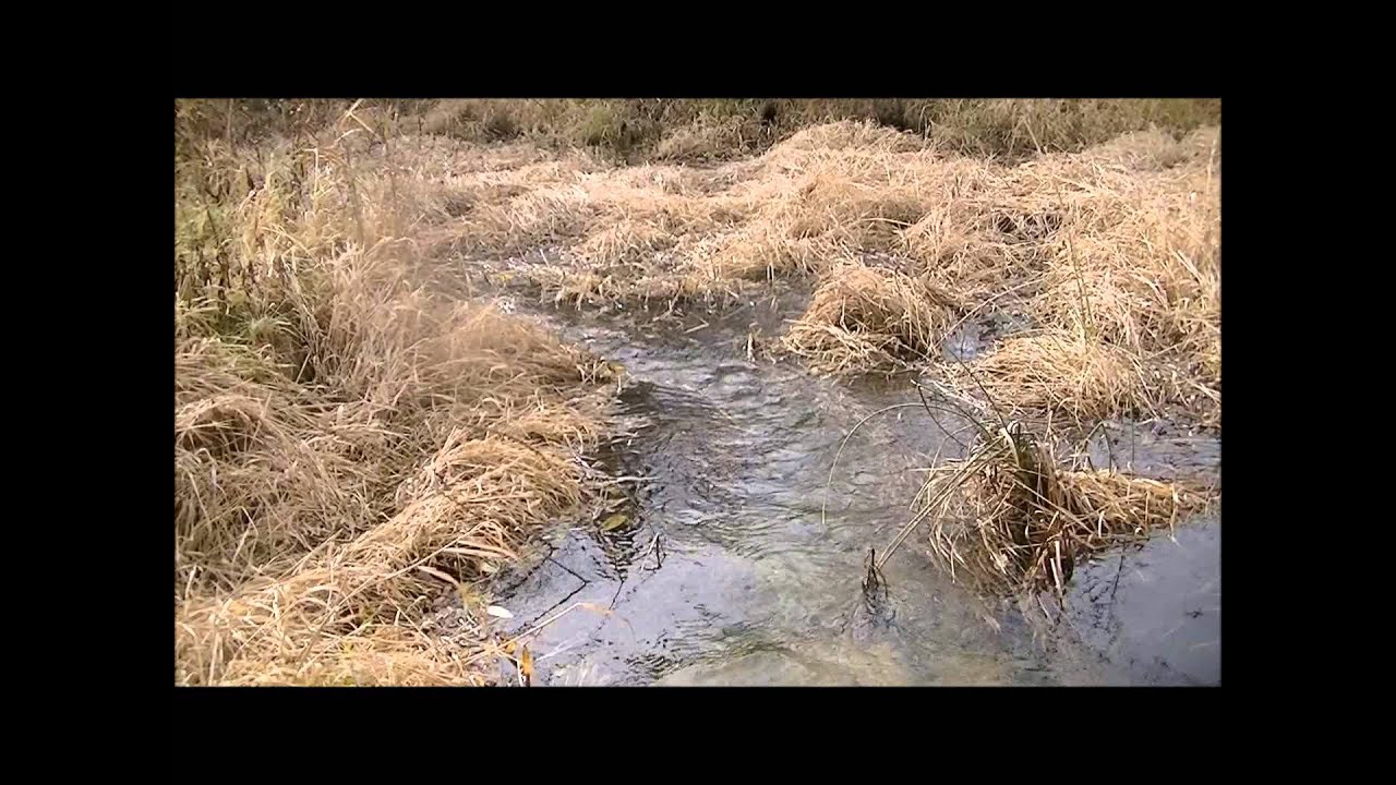 Best Muskrat Trapping Secret Best Muskrat Trap Stop Trap Thief Actual Muskrat Catch