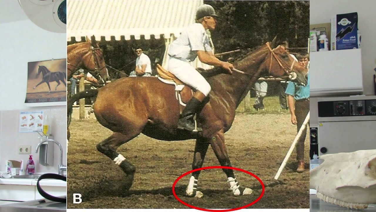 Schlaufzügel