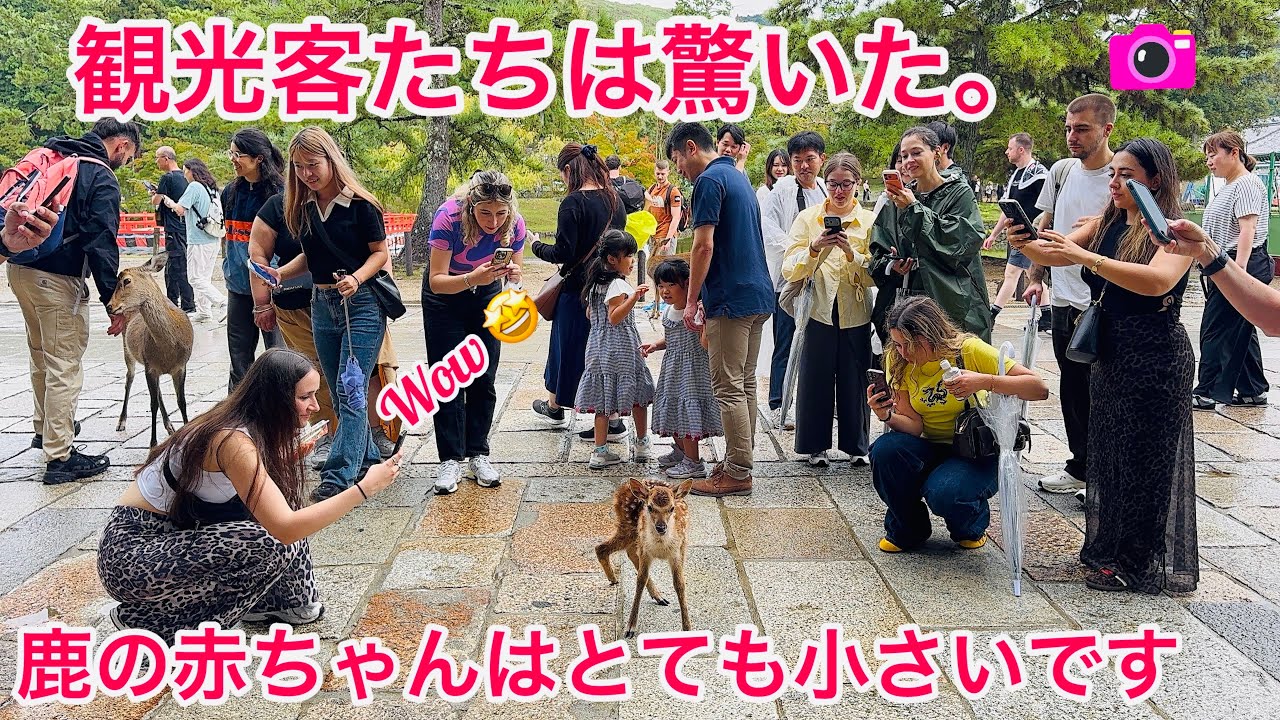鹿の赤ちゃんはとても小さいです。【奈良】まだまだ小さい小鹿も登 場!!外国人観光客も驚きの奈良公 園【海外の反応】 Nara Park deer japan
