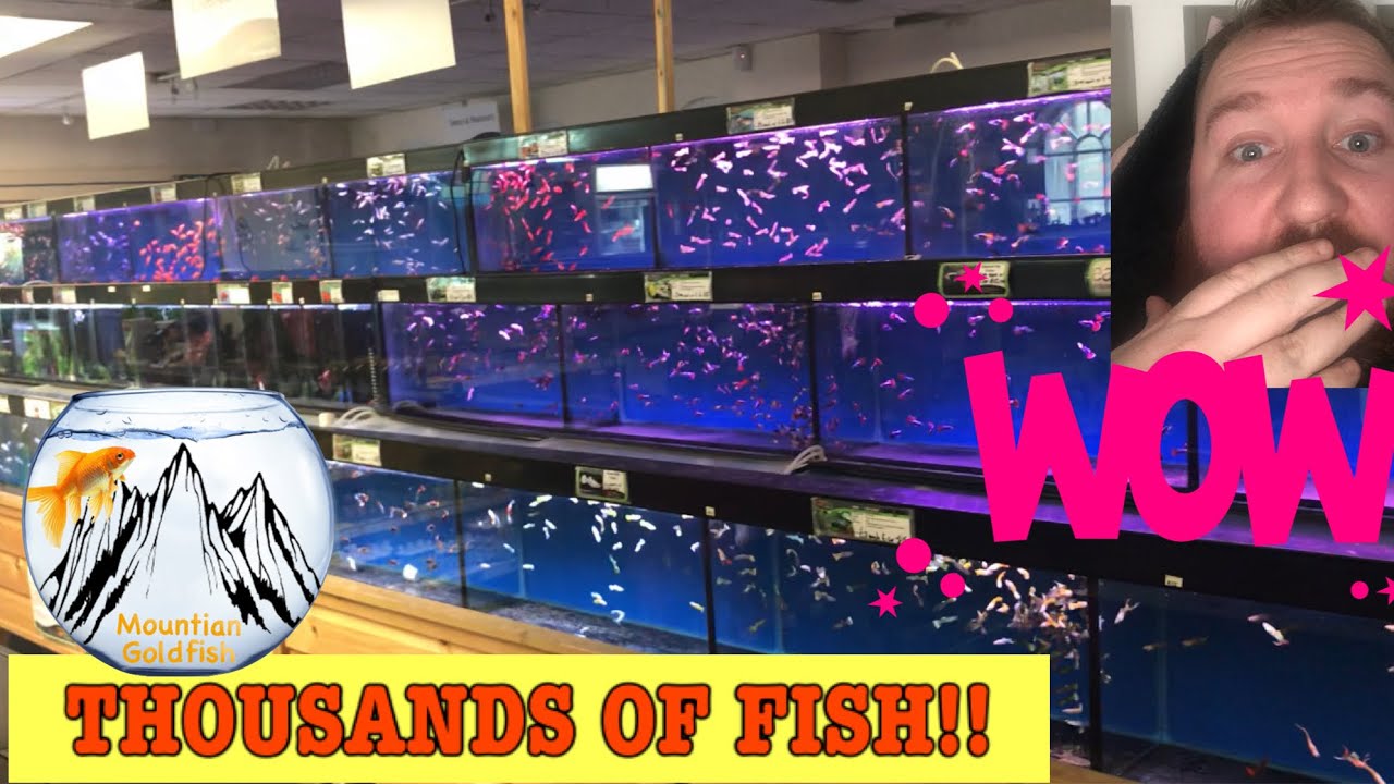OMG! So many fish! U.K. Fish Store Tour! Ep.5 Maidenhead Aquatics