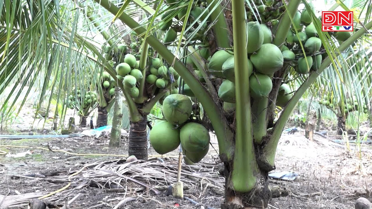 Hiệu quả kinh tế cao từ mô hình trồng dừa xiêm lùn