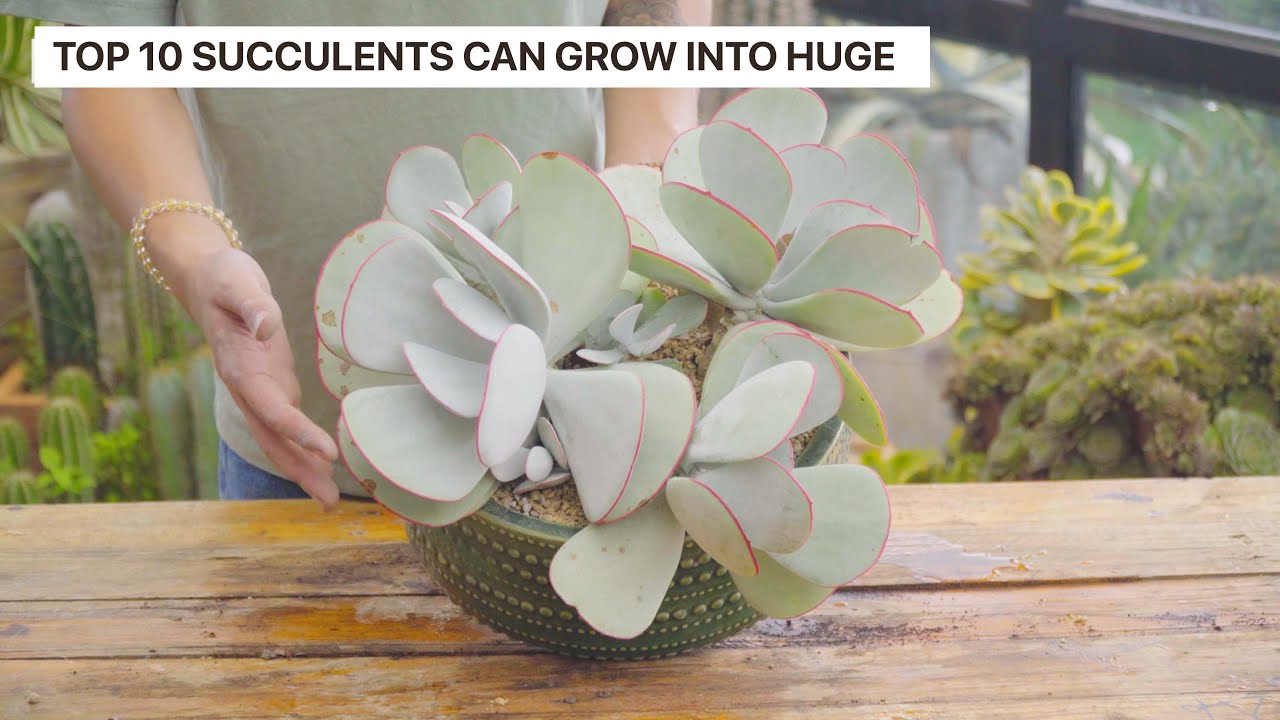 Identification - Top 10 Succulents Can Easily Grow into HUGE SUCCULENTS! // Joy Garden