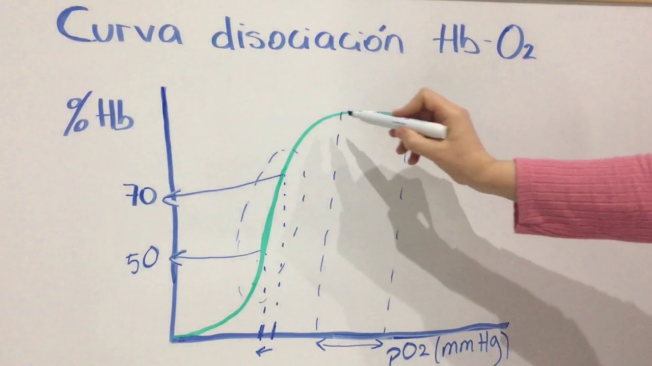 Curva hemoglobina y efecto Bohr
