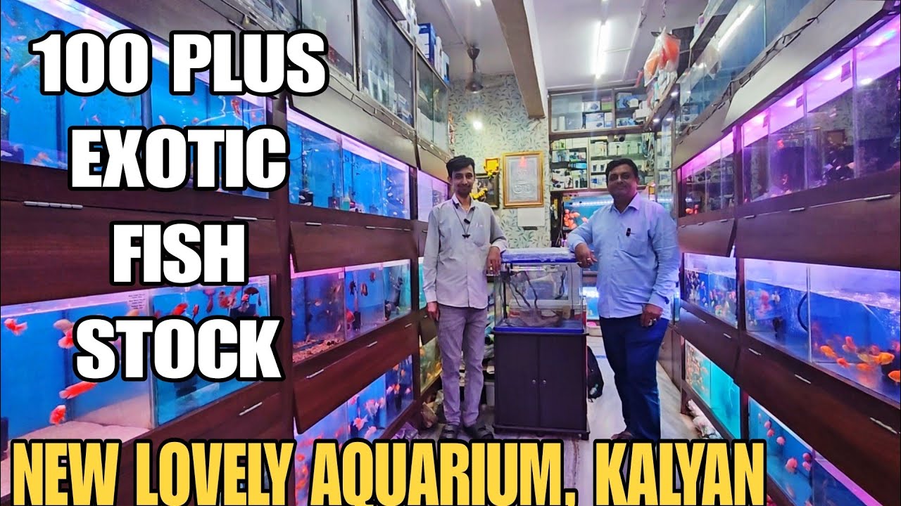 Biggest Exotic Fish Collection in Kalyan 🐠 | New Lovey Aquarium & Pets Full Tour 