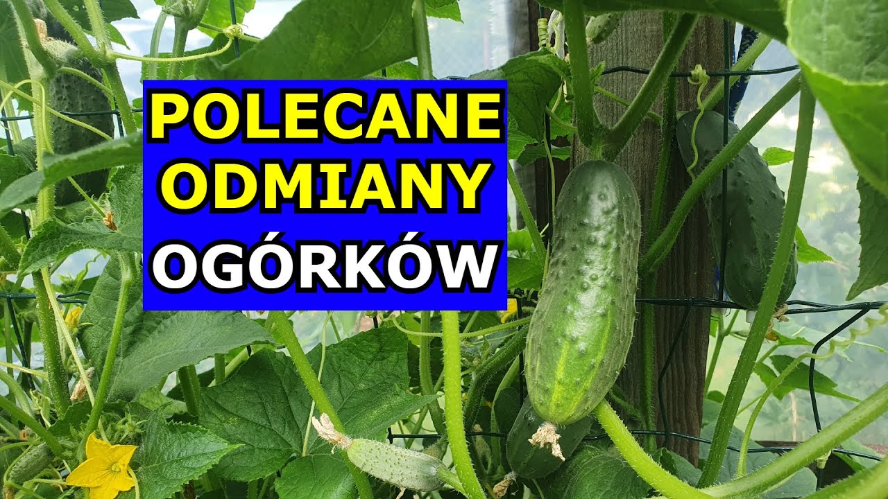 Polecane Odmiany Og&oacute;rk&oacute;w gruntowych. Odmiany Og&oacute;rka NIE F1. Najlepsze Odmiany Og&oacute;rk&oacute;w Uprawa 2024.