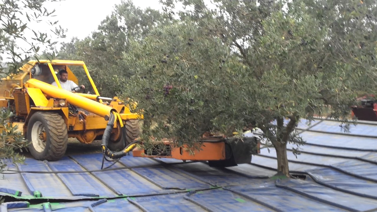 Récolte mécanique des olives au domaine de la Galinenque, Béziers