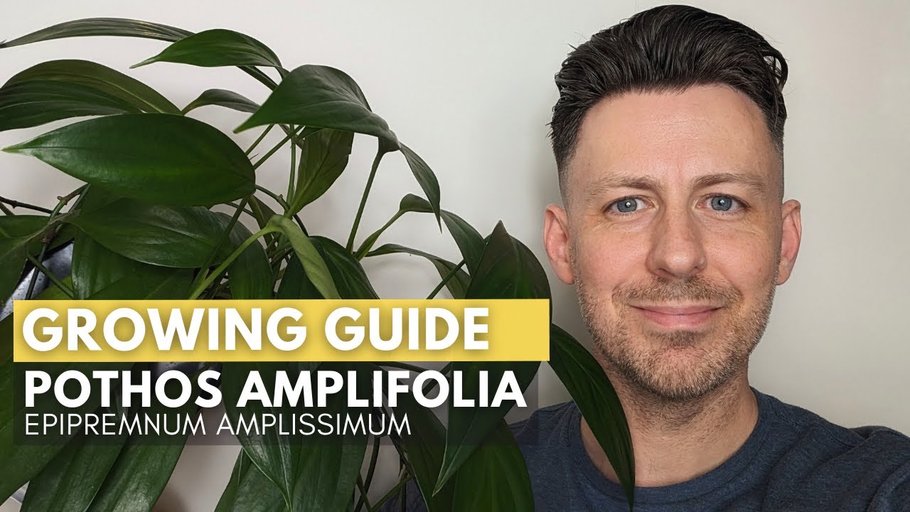 Epipremnum Amplissimum (Pothos Amplifolia) Care and Growing Guide