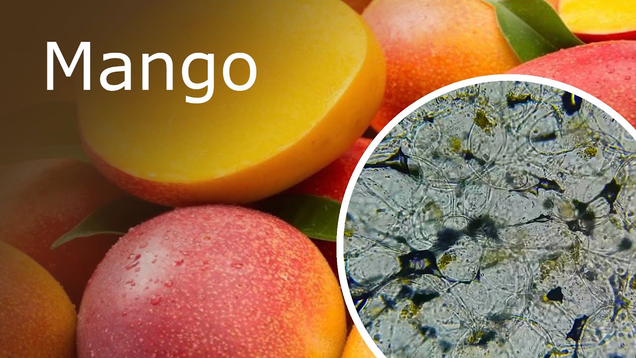 Mango Under a Microscope: Pulp and Skin (100x-1000x)