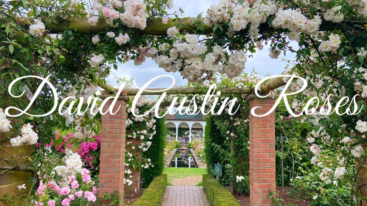 #89 バラ購入の参考に🌹 ガーデニングの本場、イギリスが誇るデビッド・オースチンのバラ園を巡ってお気に入りのバラを見つけましょう