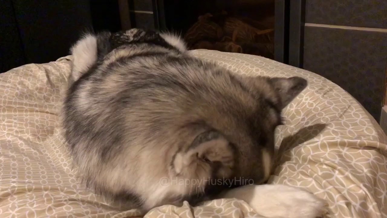 Wait for it...he’s part pig!
