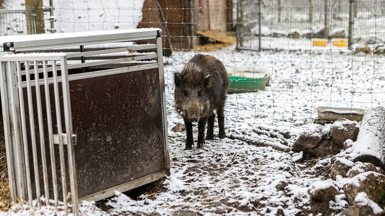Tierrettung von Wildschwein Ludwig