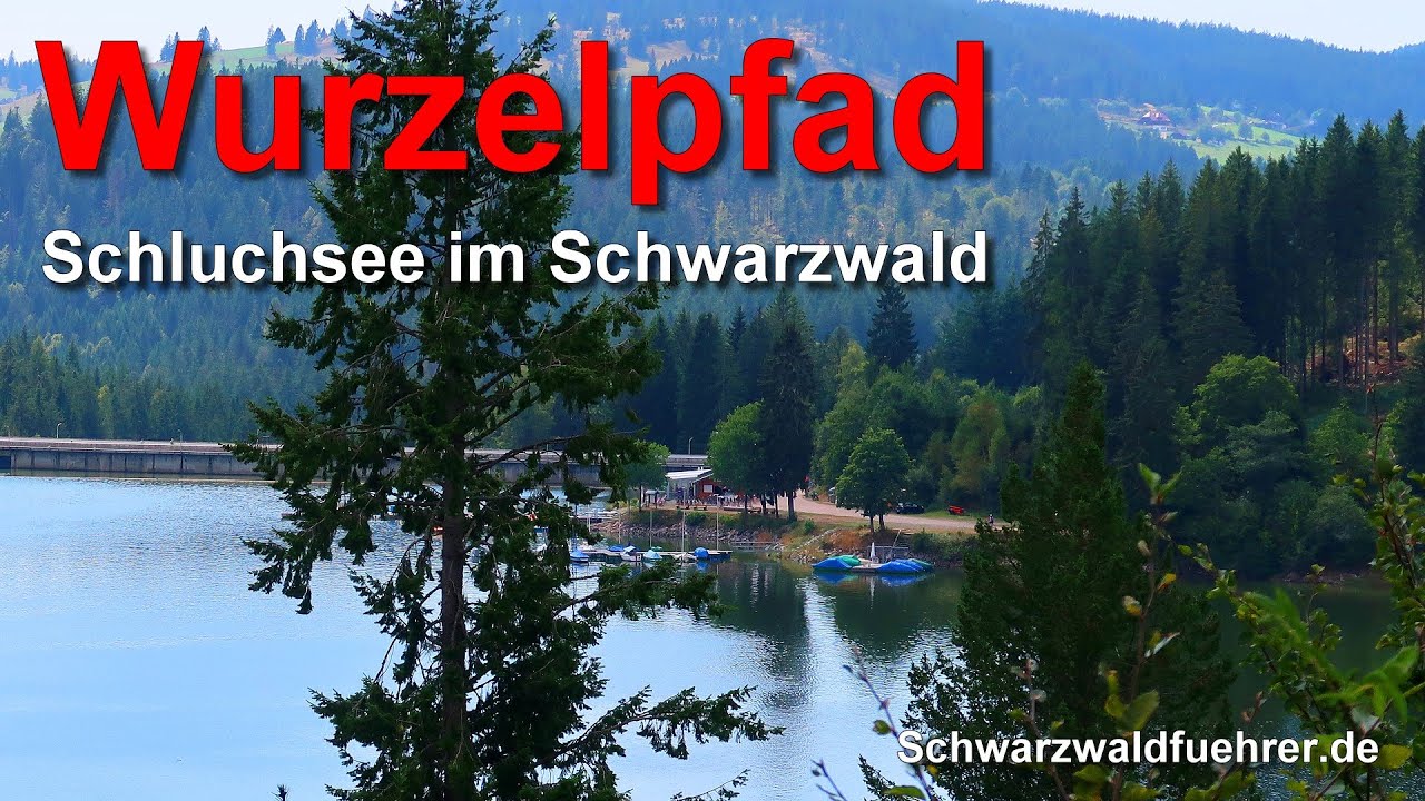 Wurzelpfad am Schluchsee im Schwarzwald