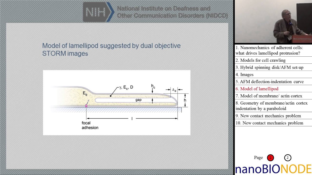 Nanomechanics of adherent cells (Richard Chadwick Part 1)
