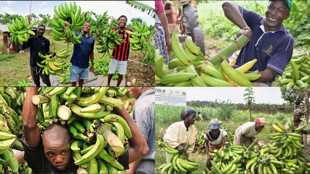 ANMWEYY VIV AGRICULTURE HAITI🇭🇹✊🏿 GWO KONBIT 🧑‍🌾🇭🇹❤️ 99% JADEN PEYIZAN YO REYISI ANSANM NOU FÒ✊🏿🇭🇹