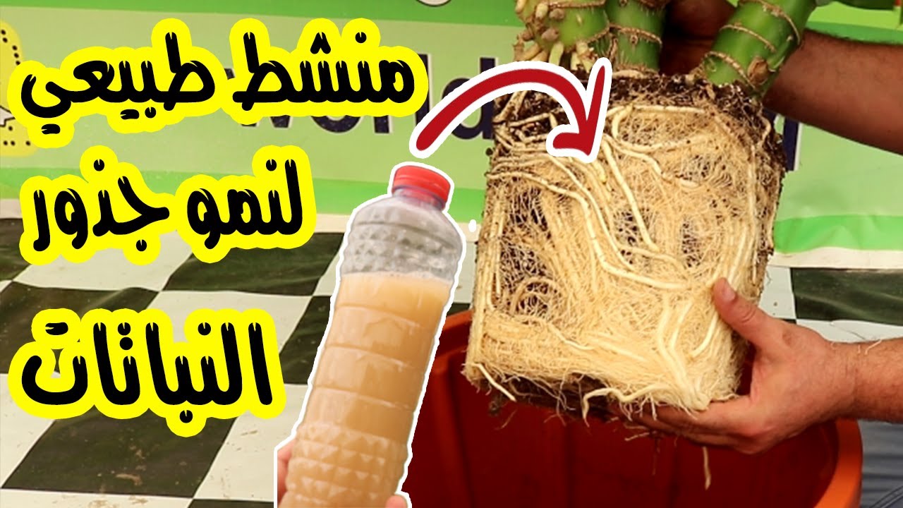 محلول الخميرة لزيادة نمو الجذور وتسريع نمو النباتات المنزلية