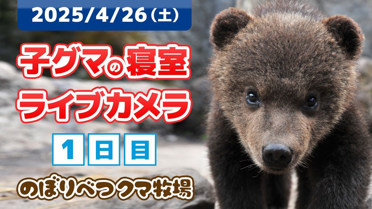 4月26日 子グマの寝室ライブカメラ　のぼりべつクマ牧場