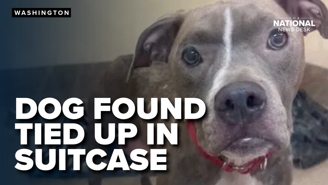 Dog found tied up, zipped in suitcase; Police search for suspect